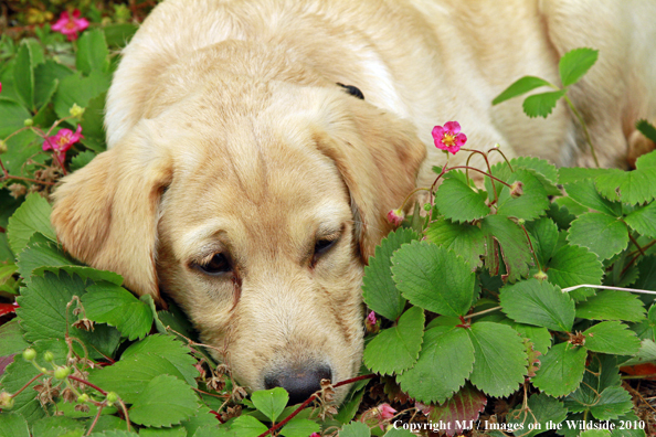 Yellow Labrador Retriever puppy