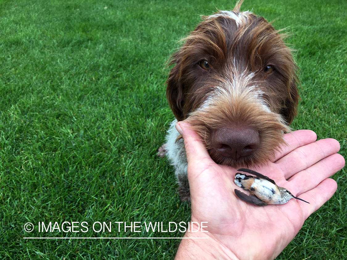 Wirehaired pointing griffon giving dead bird to owner.