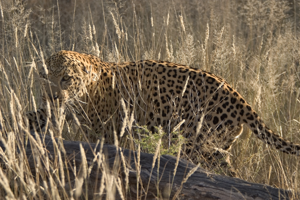 Leopard in habitat. Africa