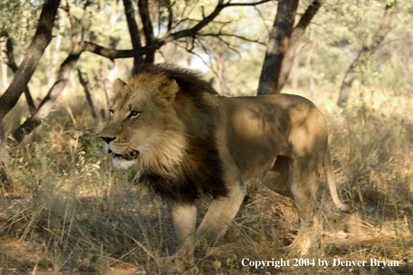 Male African lion in habitat. Africa