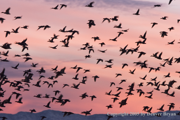 Flock of mallards in flight at sunrise/sunset.