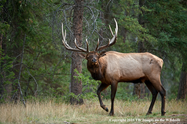 Rocky mountain elk in habitat.