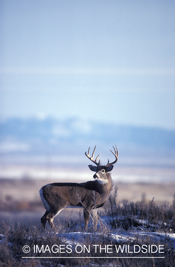 Whitetail deer in habitat.