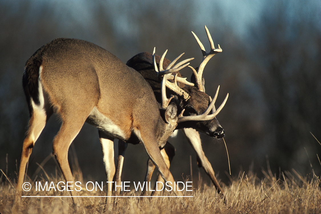 Whitetailed deer in rut/fighting