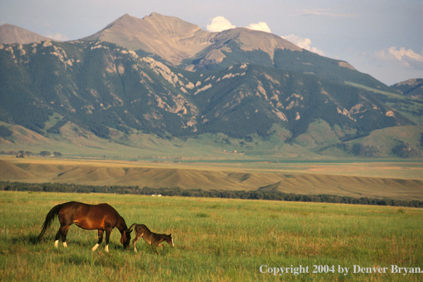 Mare and foal in meadow.