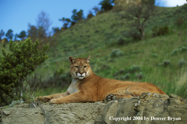 Mountain lion in habitat