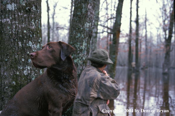 Chocolate Lab with waterfowl hunter. 