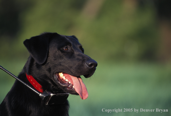 Black Labrador Retriever wearing training collar