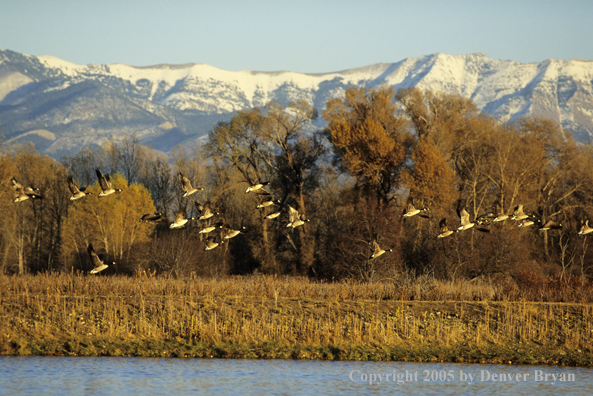 Canada geese taking flight from lake.