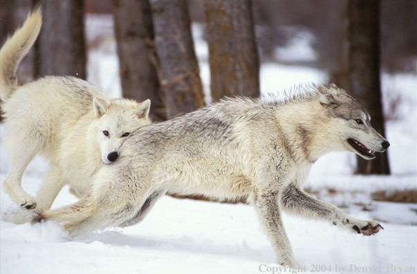 Gray wolves playing.