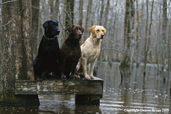 Labrador Retrievers