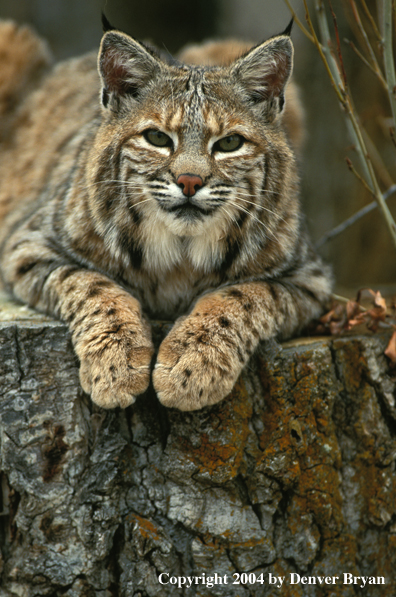 Bobcat in habitat (portrait)