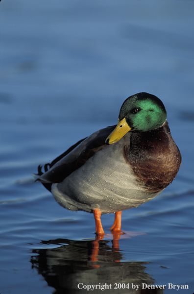 Mallard drake standing in water