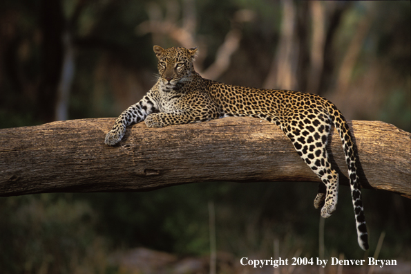 Leopard in tree. Africa