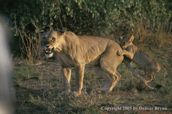 Lion cub with lioness. Africa.