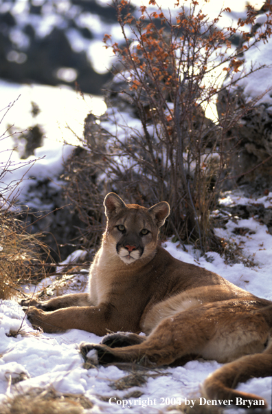 Mountain lion in habitat