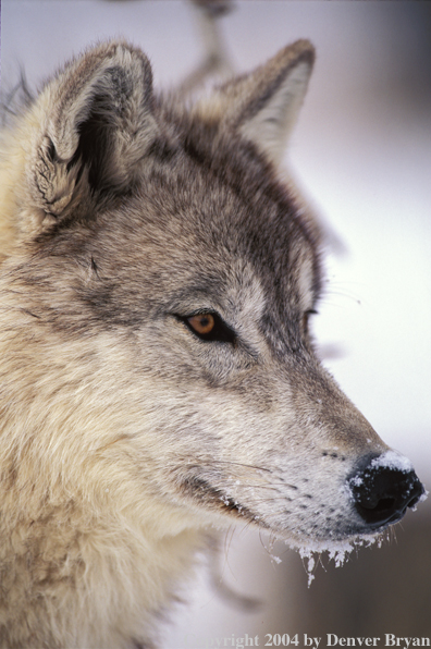 Gray wolf.