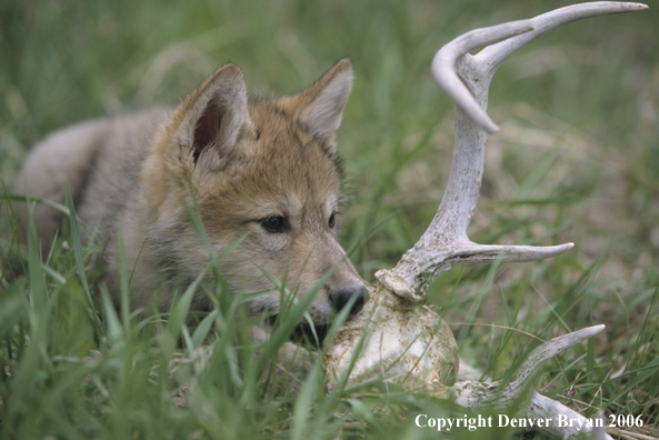 Gray wolf pup chewing on deer skull.