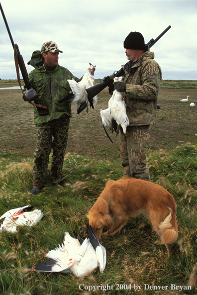 Waterfowl hunters and Golden with bagged Snow Geese.