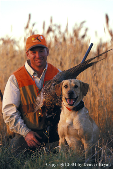 Upland bird hunter with yellow Labrador Retriever and game.