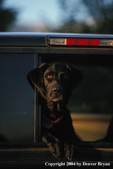 Black Labrador Retriever