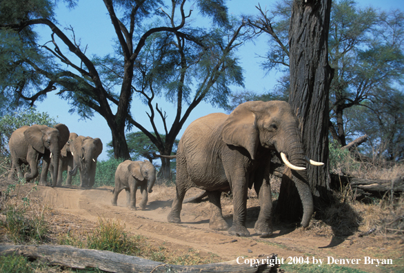 African elephants in habitat.