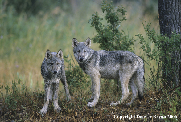 Gray wolf pups in habitat.