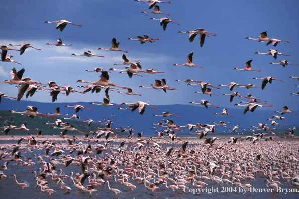 Large concentration of lesser and greater flamingos. Kenya, Africa.