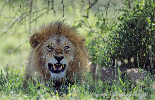 African lion bedded in the shade.