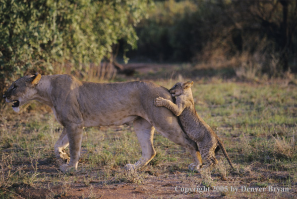 African lioness snarling at playful cub.