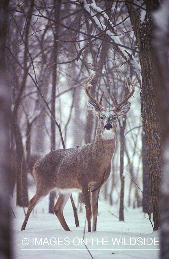 Whitetailed deer in habitat.