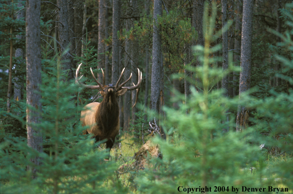 Bull elk in habitat.