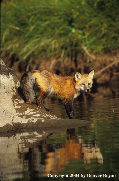 Red fox in habitat.