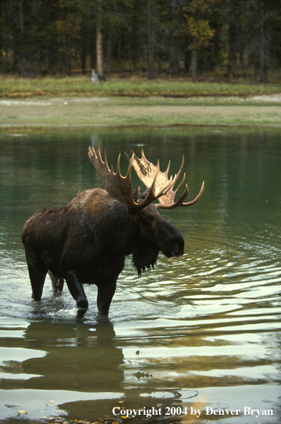 Bull moose in habitat.