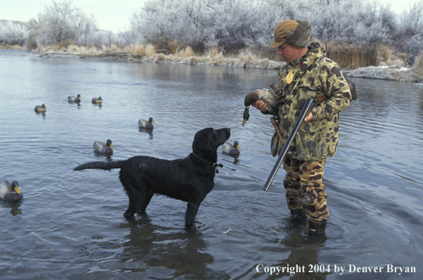 Waterfowl hunter with bagged duck and black Lab. 