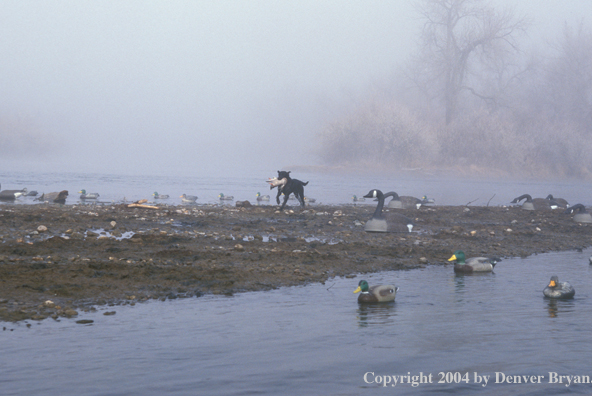 Black Labrador Retriever retrieving duck among decoys.