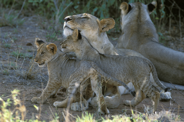 Lion cubs with mother in habitat. Africa.