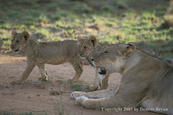 Lion cubs with lioness. Africa.