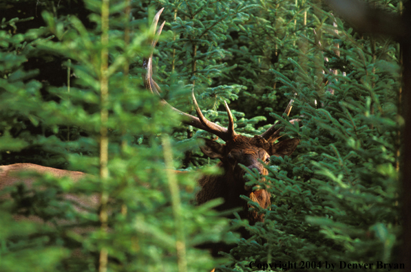 Bull elk in habitat.