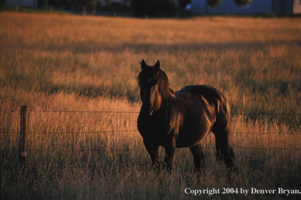 Black horse in pasture.