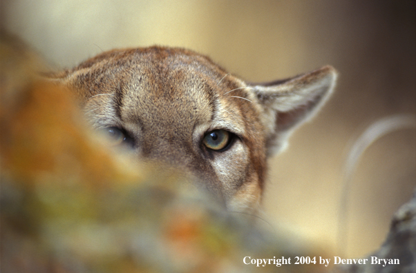 Mountain lion in habitat