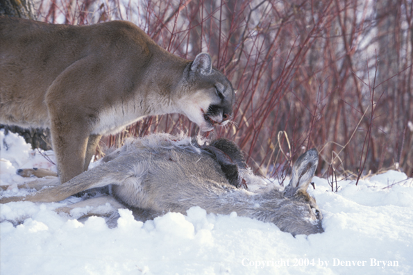 Mountain lion with kill.