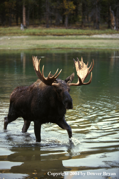 Bull moose in habitat.