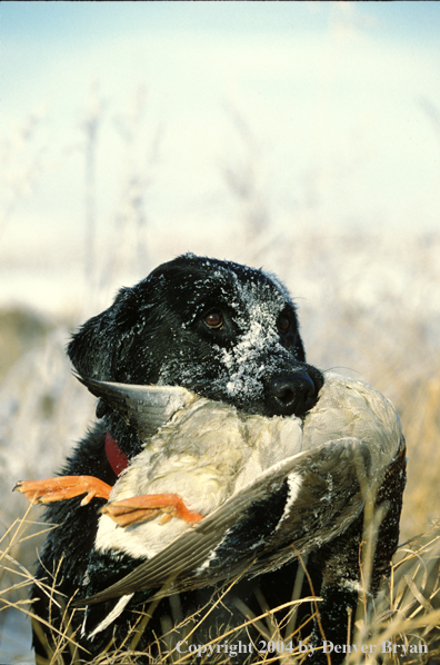 Black Labrador Retriever with mallard