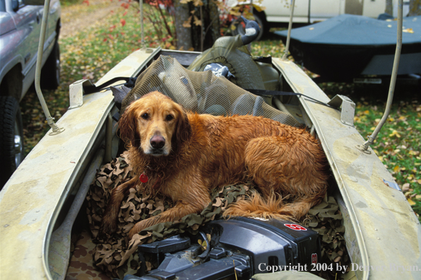 Golden Retriever in boat.