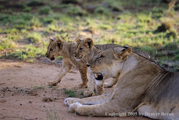 African lioness and cubs in habitat.