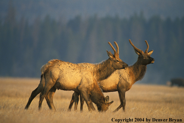 Bull elk in velvet.