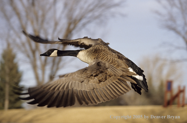 Canada goose in flight.