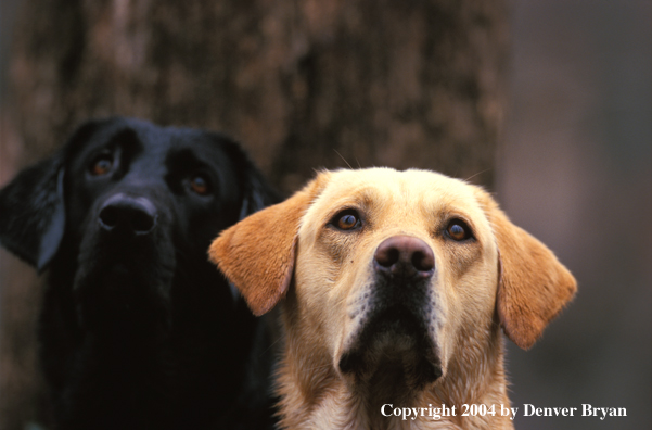 Black and yellow Labrador Retrievers 