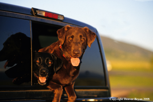 Chocolate and Black Labrador Retrievers